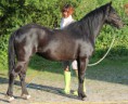 Svanholmsmindes Korr. Princessa (Lilje)